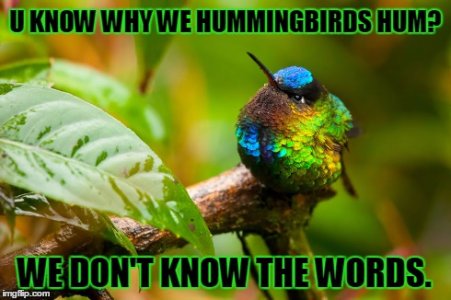 Hummingbird humor.jpg