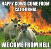 evil-cows-happy-cows-come-from-california.jpg