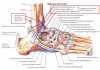 ligament-and-tendons-of-ankle.jpg