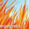 orangegrass