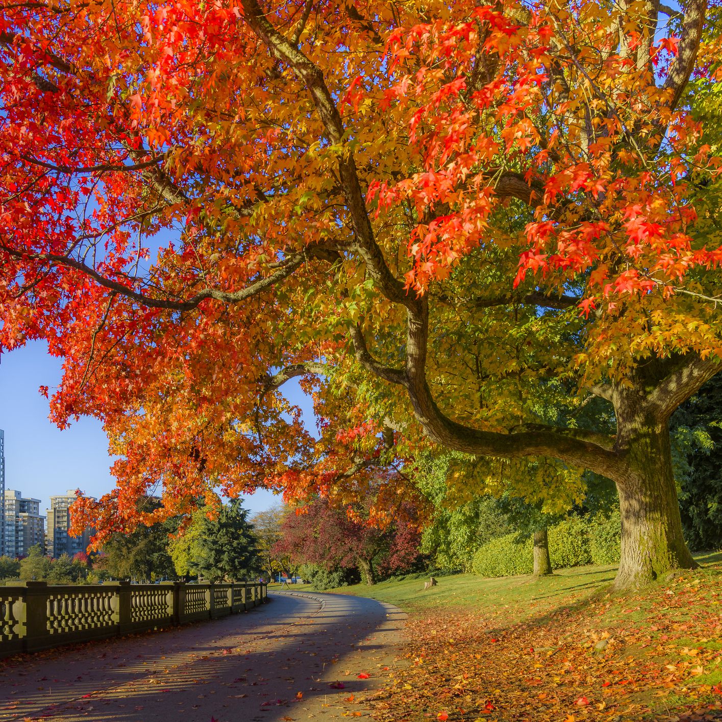 fall-colour--stanley-park-seawall--vancouver--british-columbia--canada--879671352-5a77c1c8642dca0037b05a39.jpg