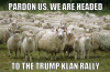 sheep klan.png