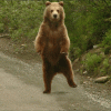 DancingBear.gif