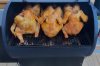 6 pack o chickens sm.jpg