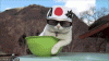 weird-japan-cat.gif