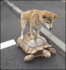 funny-dog-riding-on-turtle-gif-01.gif