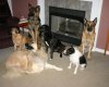 2008-12-29 pack photo.jpg