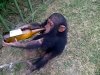 monkey drinking.jpg