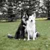 dogs hug gif.gif