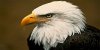 bald-eagle-head.jpg