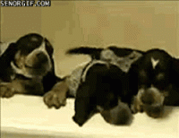 BlueTicHoundPups.gif