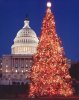 christmas-tree-capitol.jpg