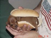 Hot dog.jpg