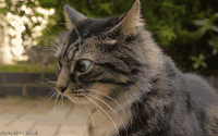 giphy (12).gif