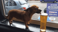 beer-dog.gif