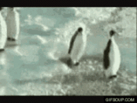 penguin.gif