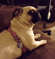 pug.gif