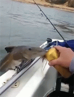 fish2.gif