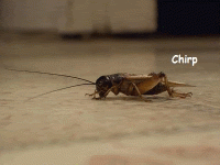 CBBEF366-D43B-4000-97A2-D89712015F54.gif