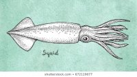 squid-ink-sketch-on-old-260nw-672119077.jpg