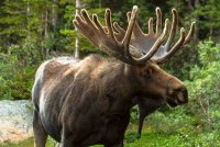 CB-30102018-Moose-Stock-Image-SUB_large.jpg