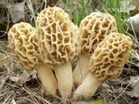 morels1.jpg