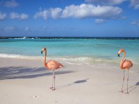 aruba-flamingo-beach-685013591.jpg