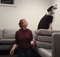 trust-fall-dog.gif