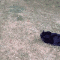 C0959499-49B3-4964-BE45-7CFA50B76823.gif