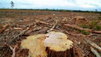 logging-clear-cut-nb-shane-fowler-cbc-635x357.jpg