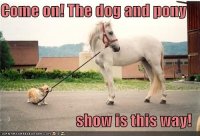 dog and pony.jpg