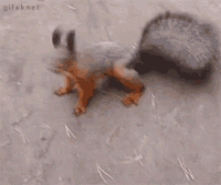 12F77880-A738-4CFA-8136-37A44D284061.gif