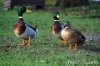 3-ducks.jpg