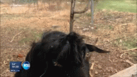 funny-crazy-goat-tongue-out-animated-gif-pics-1.gif