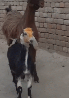 giphy (20).gif