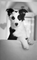 Black-and-White-Dog-Names-2.jpg