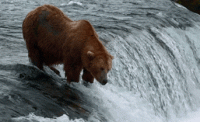 upstream.gif