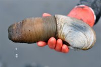 clam42_geoduck.jpg