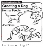 safe-dog-handling-tip-greeting-a-dog-b-normal-people-55189806.png