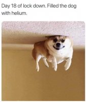 helium dog.jpg