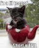 funny-pictures-kitten-is-a-teapot.jpg