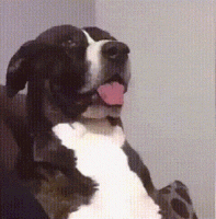 giphy (1).gif