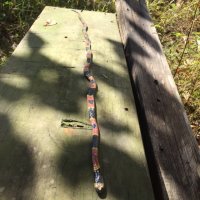 Coral Snake 2.JPG