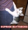 surprise-buttsecks-cat.jpg