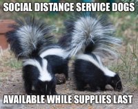 Skunks.jpg