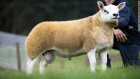 200829155222-worlds-most-expensive-sheep-exlarge-169.jpg