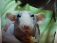 Cute rat.jpg