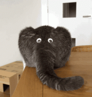 elephantcat.gif