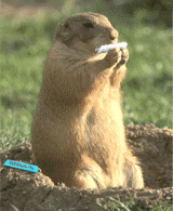 gopher_makes_a_joint-327632.gif