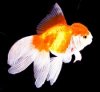 oranda_red_and_white.jpg